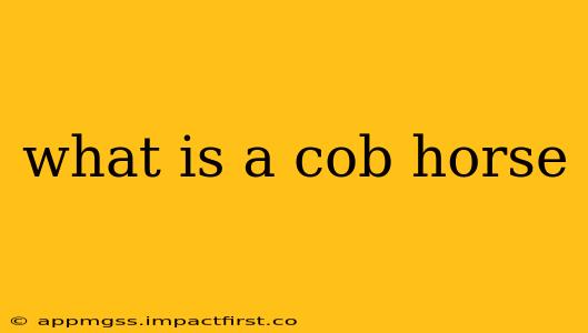 what is a cob horse