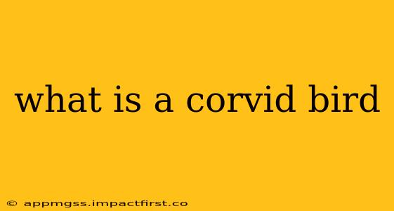 what is a corvid bird