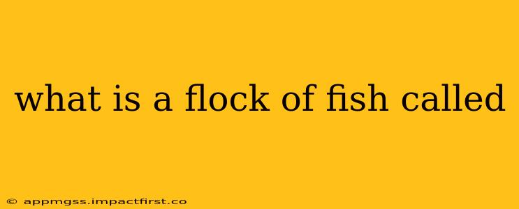what is a flock of fish called