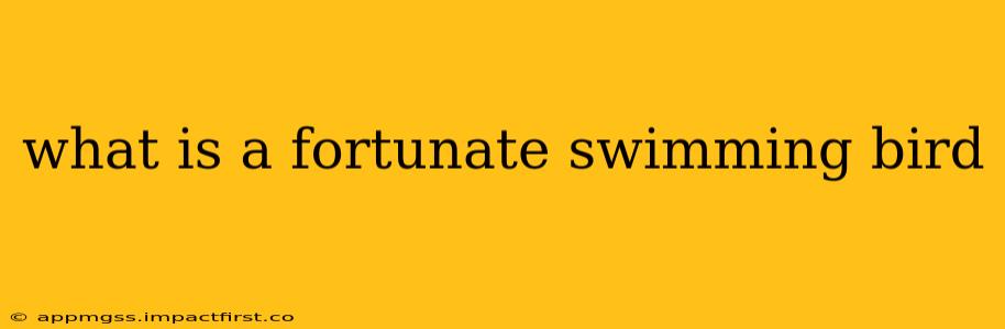 what is a fortunate swimming bird