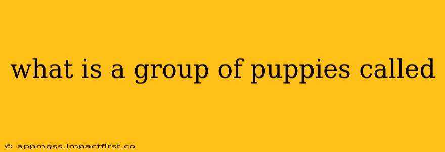 what is a group of puppies called