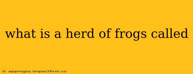 what is a herd of frogs called