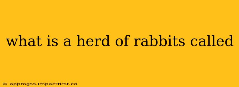 what is a herd of rabbits called