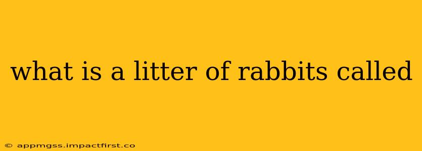 what is a litter of rabbits called