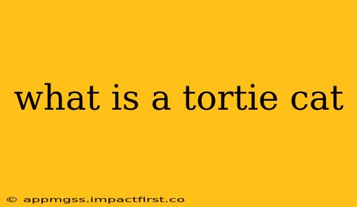 what is a tortie cat