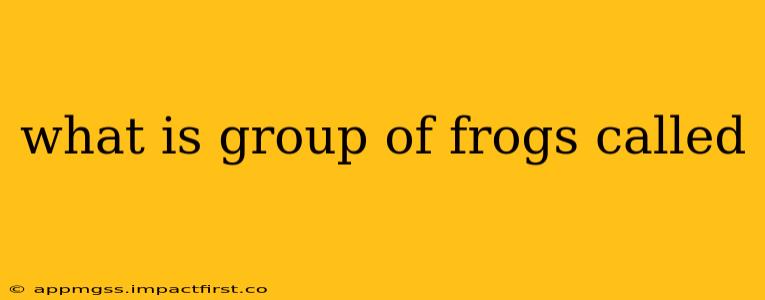 what is group of frogs called