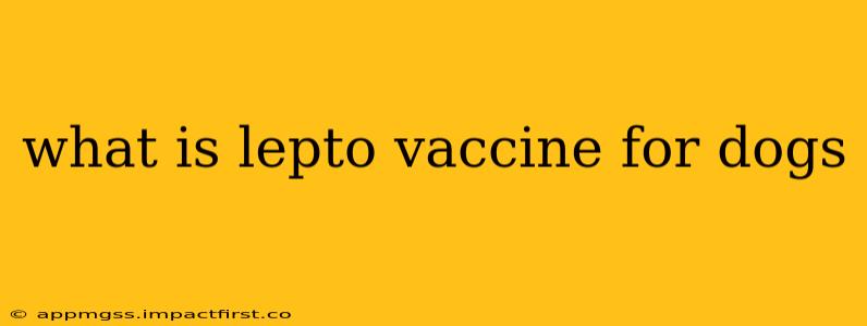 what is lepto vaccine for dogs