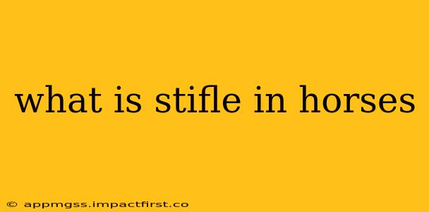 what is stifle in horses