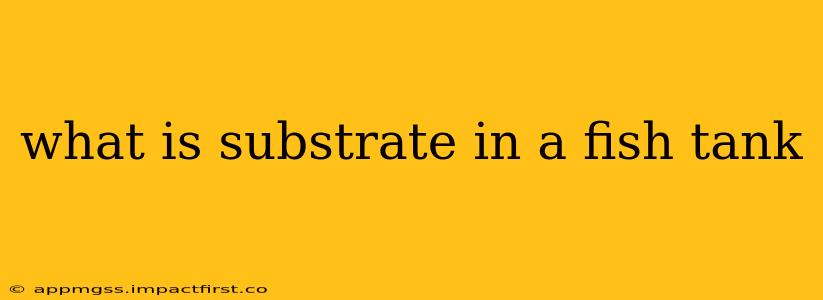 what is substrate in a fish tank