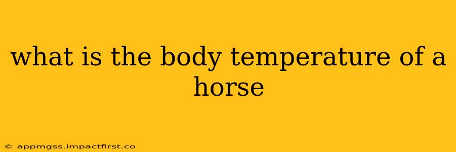 what is the body temperature of a horse