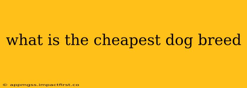 what is the cheapest dog breed