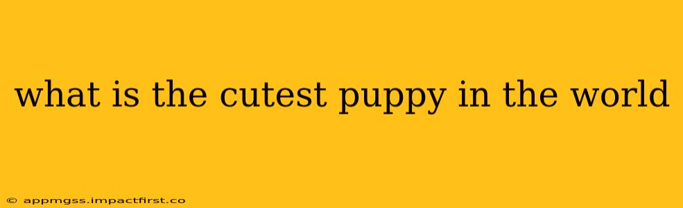 what is the cutest puppy in the world