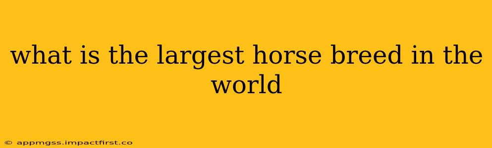 what is the largest horse breed in the world