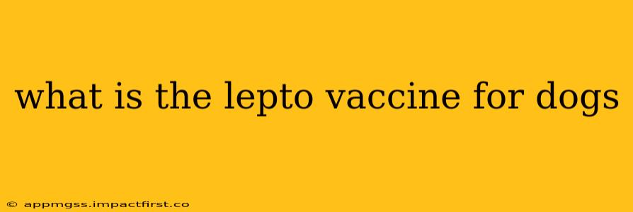 what is the lepto vaccine for dogs