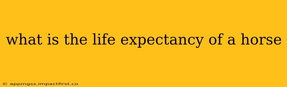 what is the life expectancy of a horse