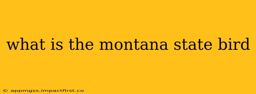what is the montana state bird