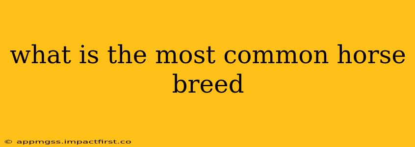 what is the most common horse breed