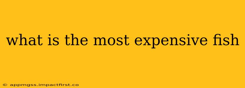 what is the most expensive fish
