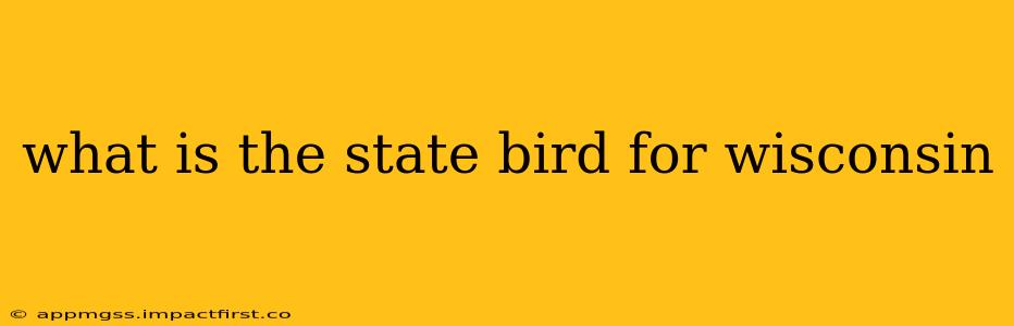 what is the state bird for wisconsin