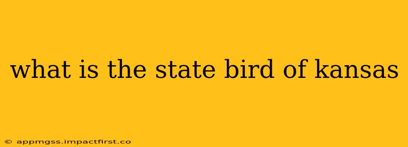 what is the state bird of kansas
