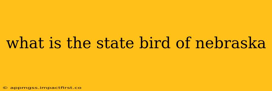 what is the state bird of nebraska