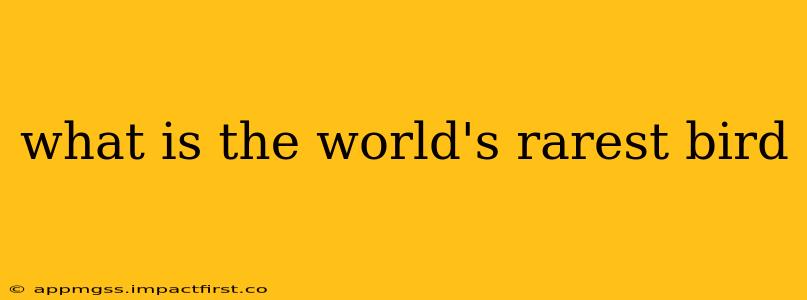 what is the world's rarest bird