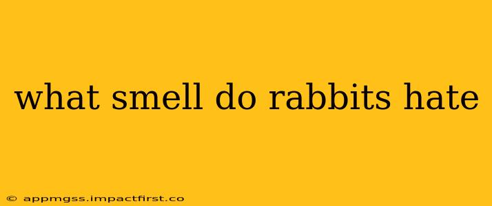what smell do rabbits hate