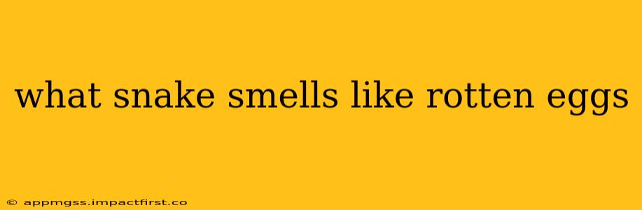 what snake smells like rotten eggs