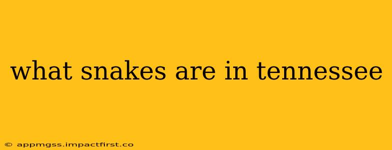 what snakes are in tennessee