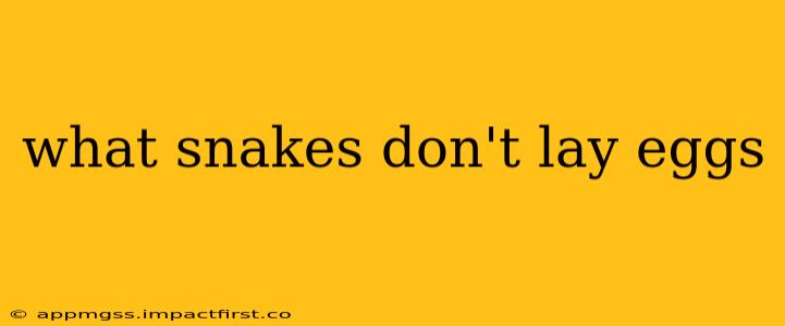 what snakes don't lay eggs