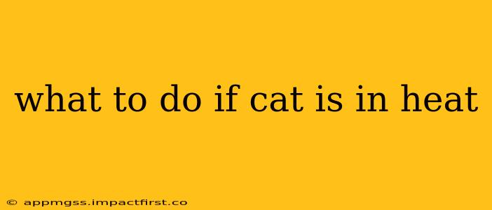 what to do if cat is in heat