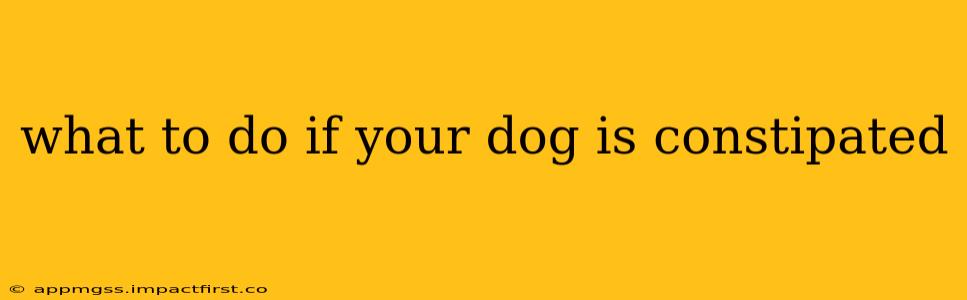 what to do if your dog is constipated