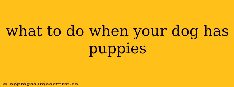 what to do when your dog has puppies