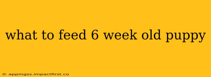 what to feed 6 week old puppy