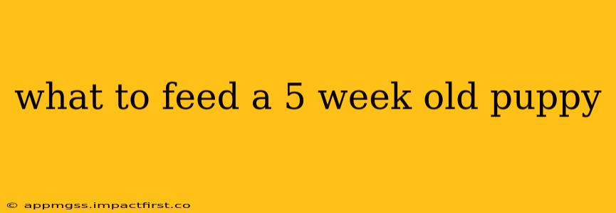 what to feed a 5 week old puppy