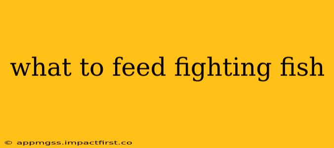 what to feed fighting fish