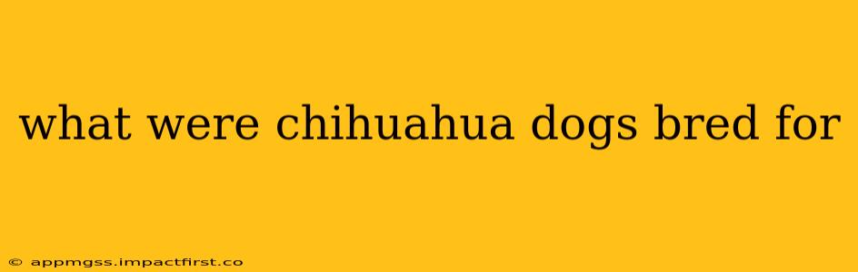 what were chihuahua dogs bred for