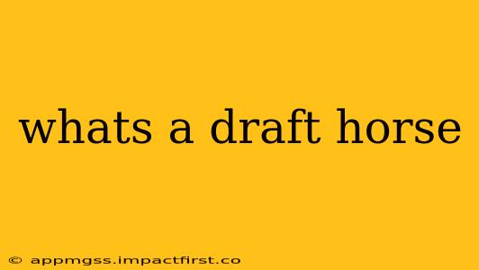 whats a draft horse