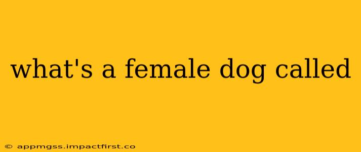 what's a female dog called