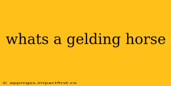 whats a gelding horse