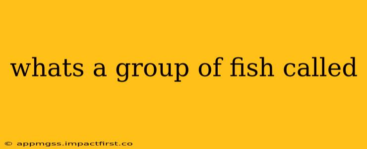 whats a group of fish called