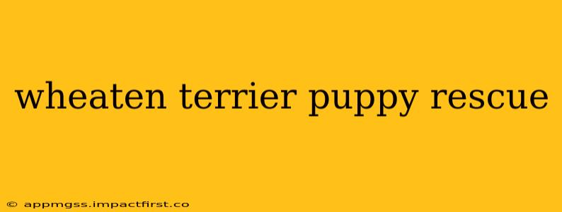 wheaten terrier puppy rescue