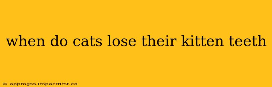 when do cats lose their kitten teeth