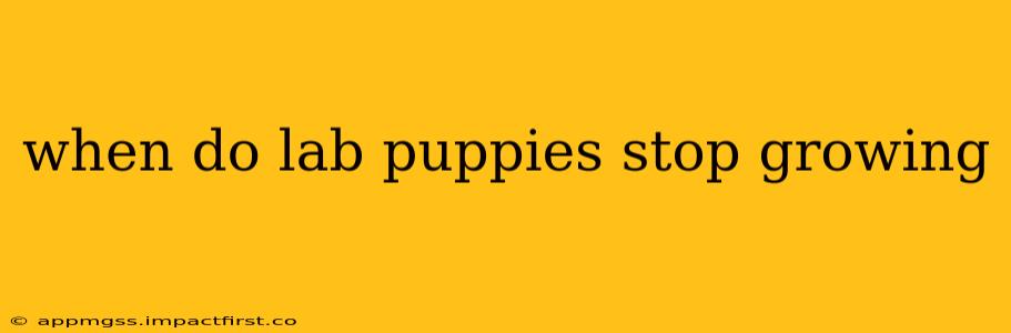 when do lab puppies stop growing