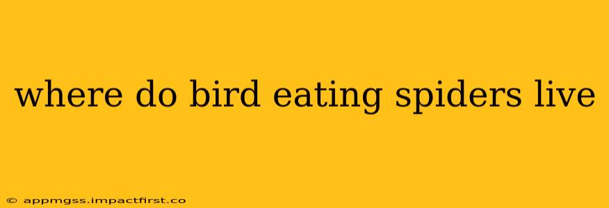 where do bird eating spiders live