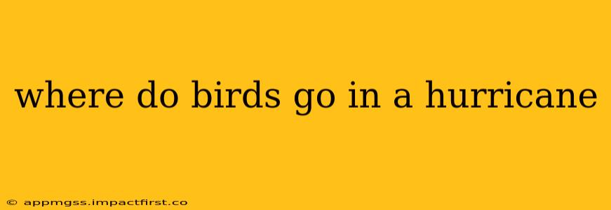 where do birds go in a hurricane