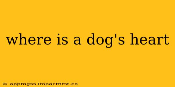 where is a dog's heart
