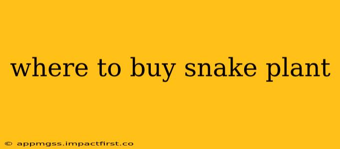 where to buy snake plant