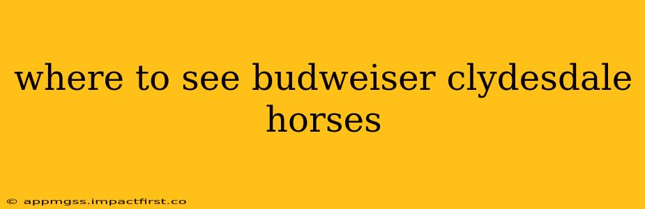where to see budweiser clydesdale horses