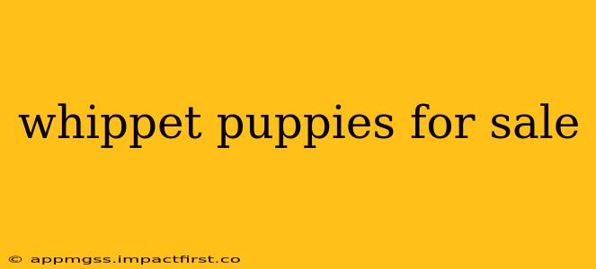 whippet puppies for sale